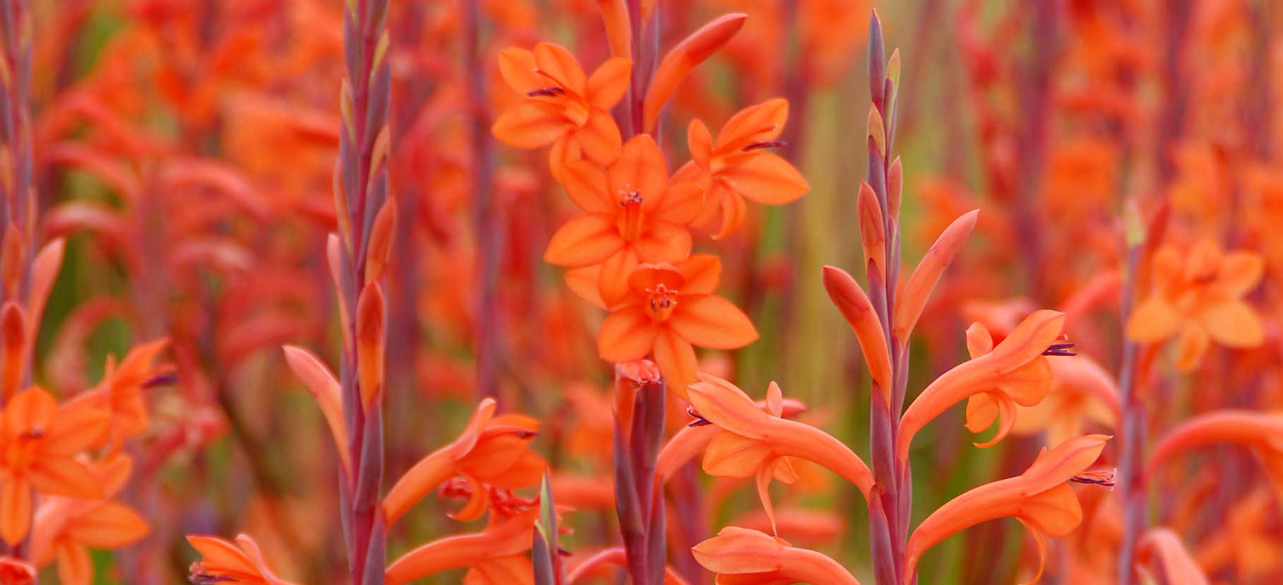Watsonia sp.