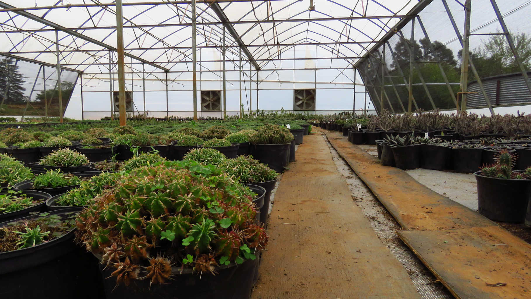 A succulent tunnel at our nursery